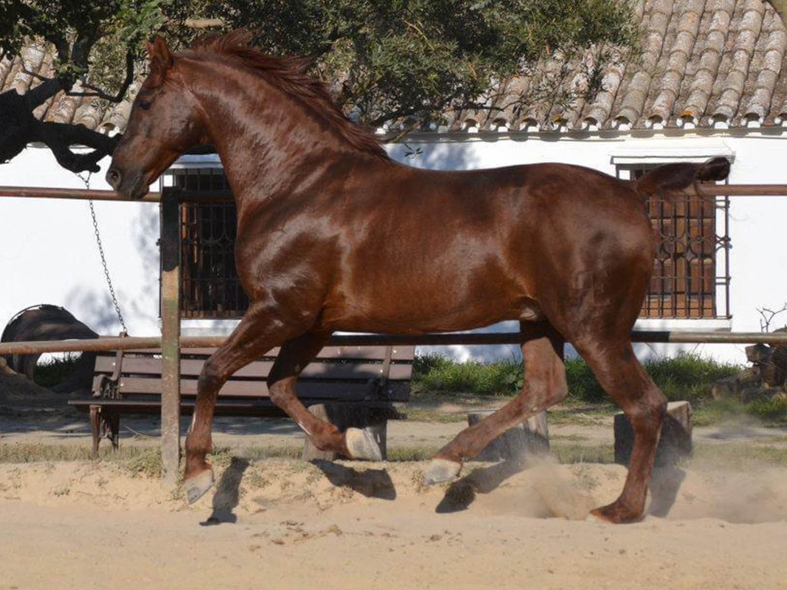 PRE-Andalusia-horse-for-sale-padre-father-Passion-Barock