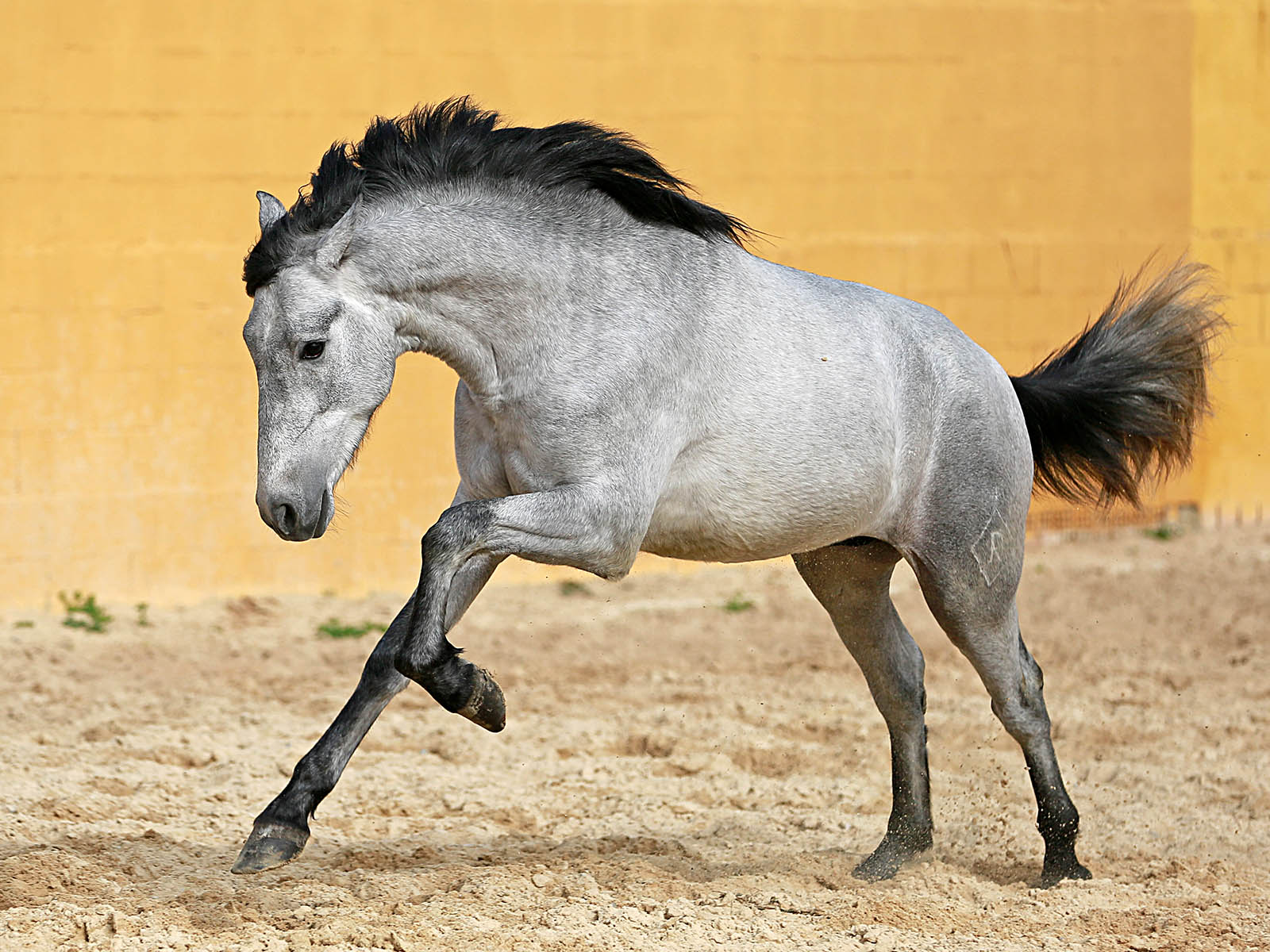 PRE-young-stallion-Fandanguero-passion-barock