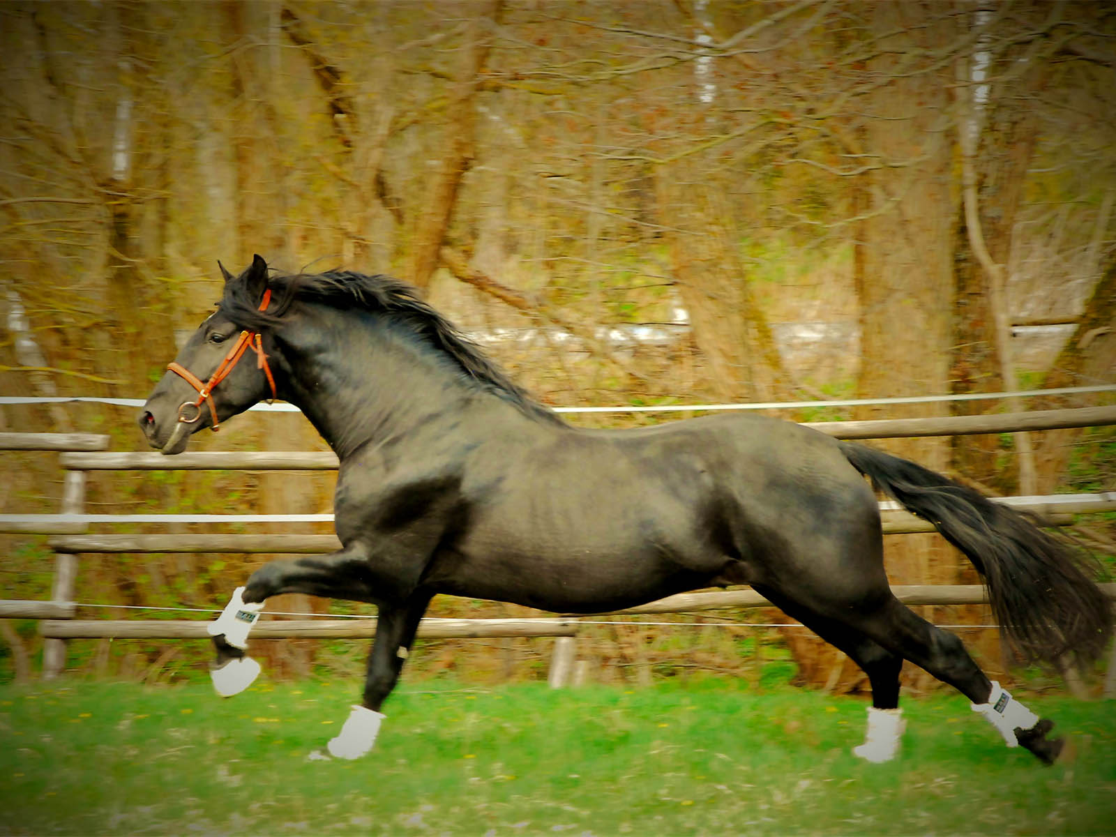 PRE-Verkaufspferd-Andalusier-schwarz