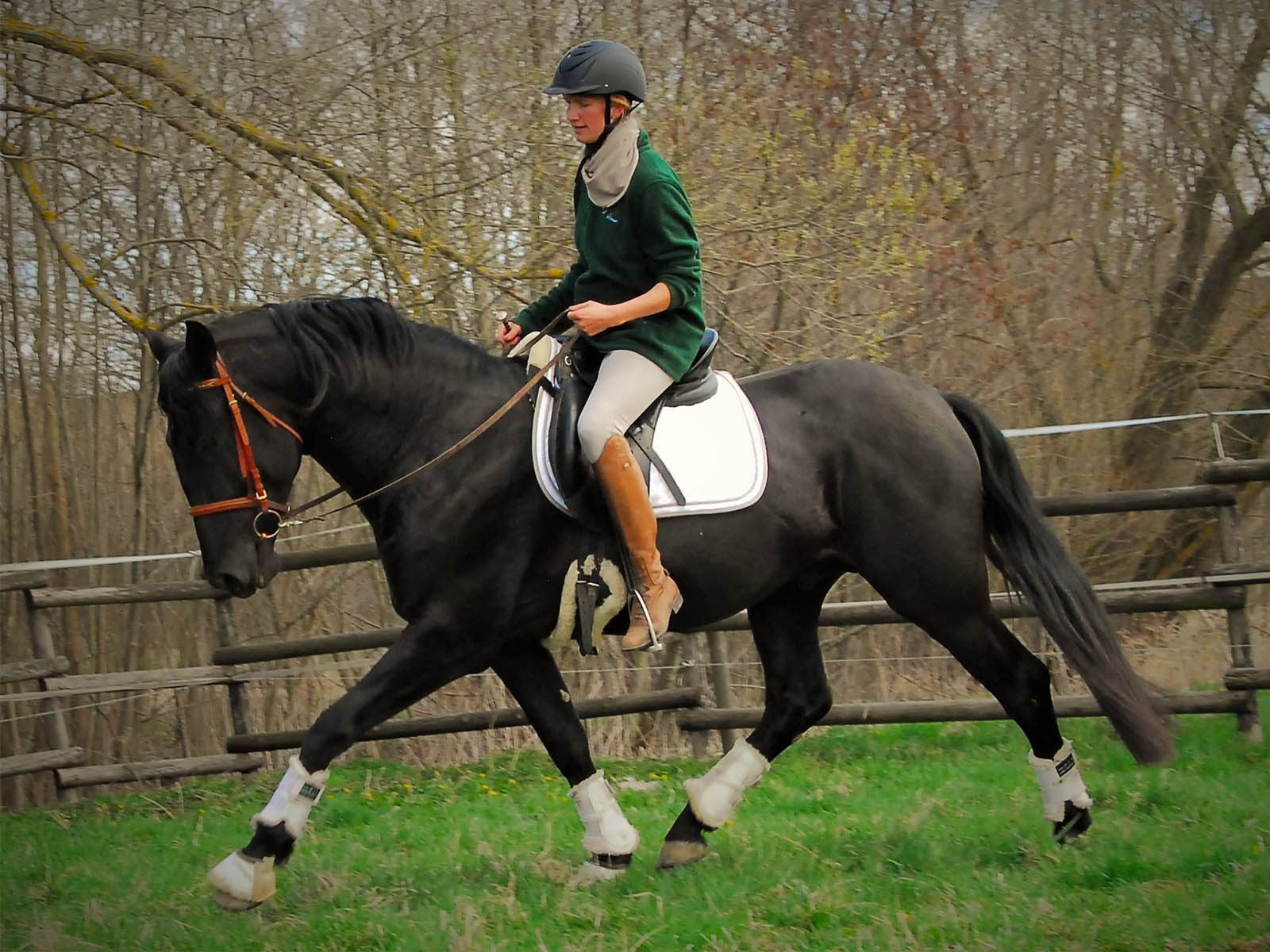 PRE-horse-for-sale-Andalusia-black-stallion