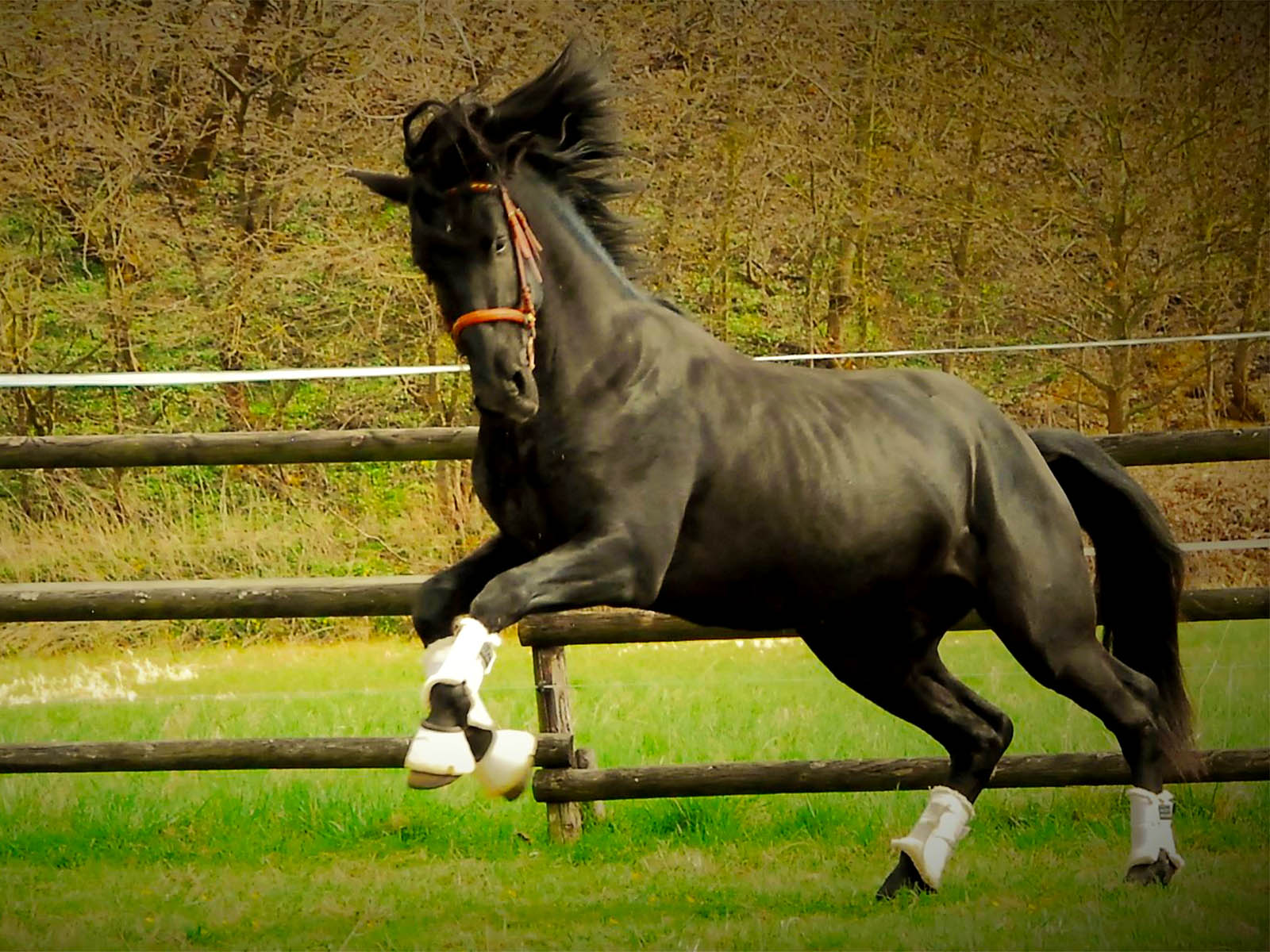 PRE-horse-for-sale-Andalusia-black-stallion