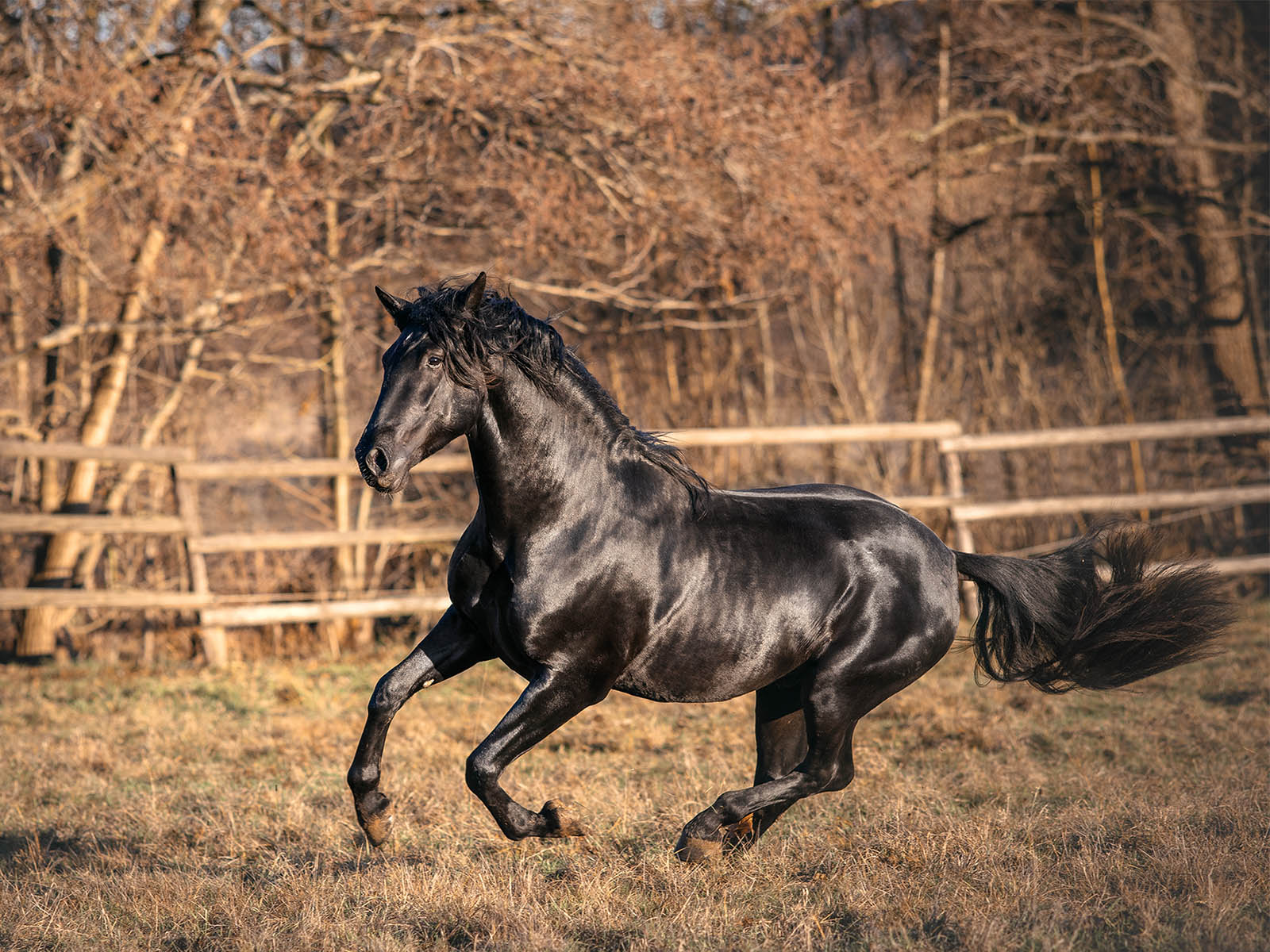PRE-Verkaufspferd-Andalusier-schwarz