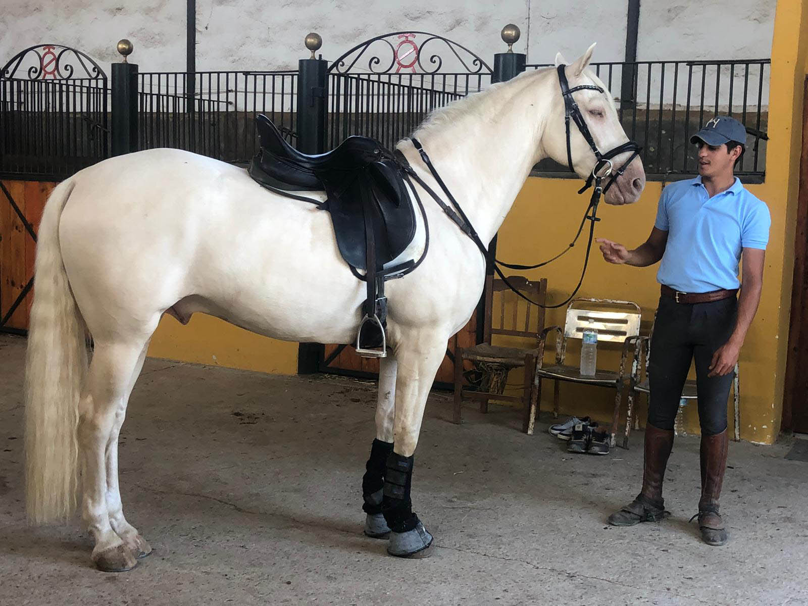 lusitano-cremello-hores-for-sale-spain-andalusian1