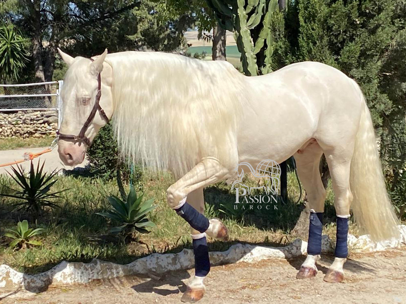 lusitano-cremello-horse-for-sale-spain